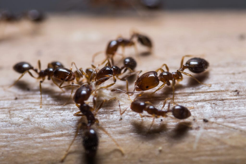 Ant Control