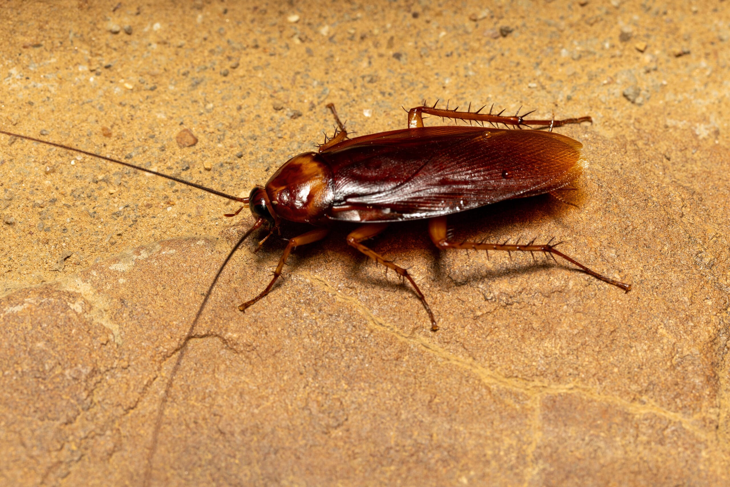 Roach Control