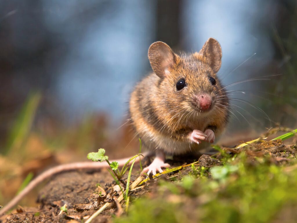 Deer Mice
