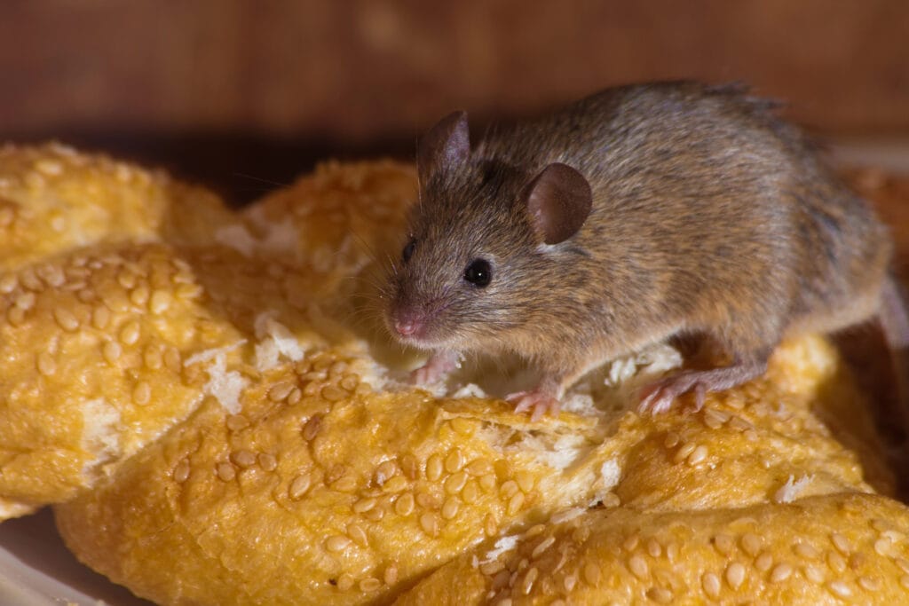 House Mice