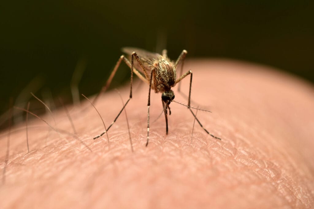 Mosquito Control
