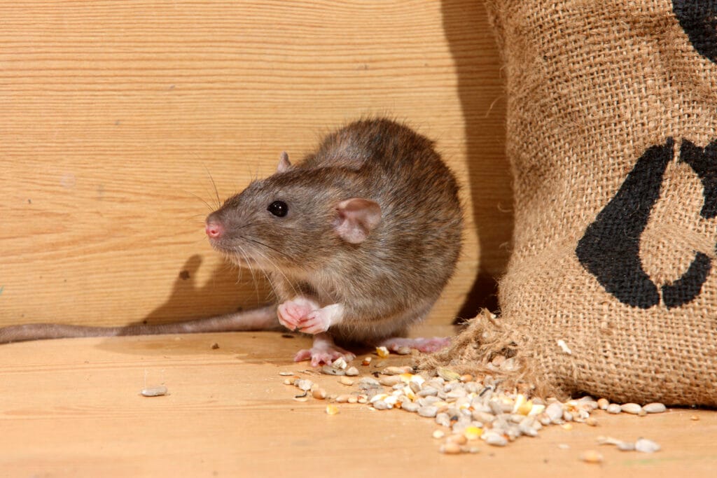 Norway Rats