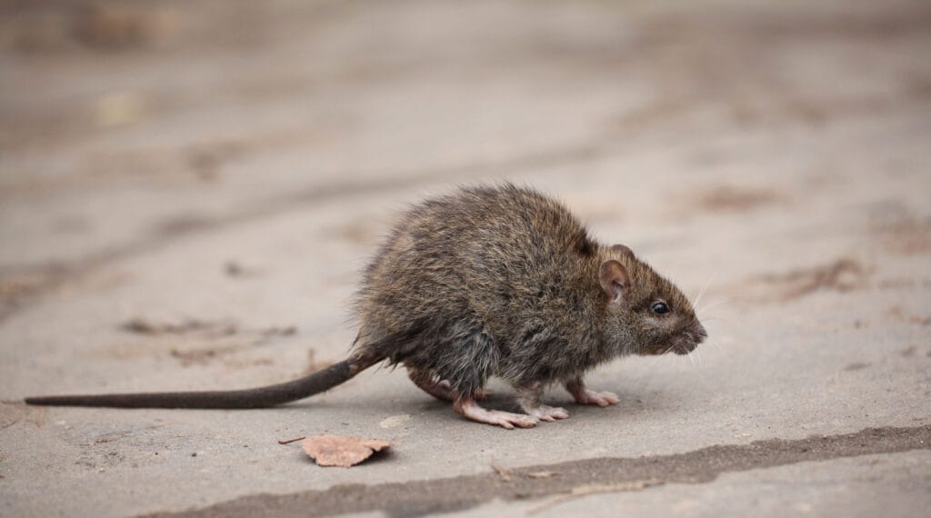 Rodent Control