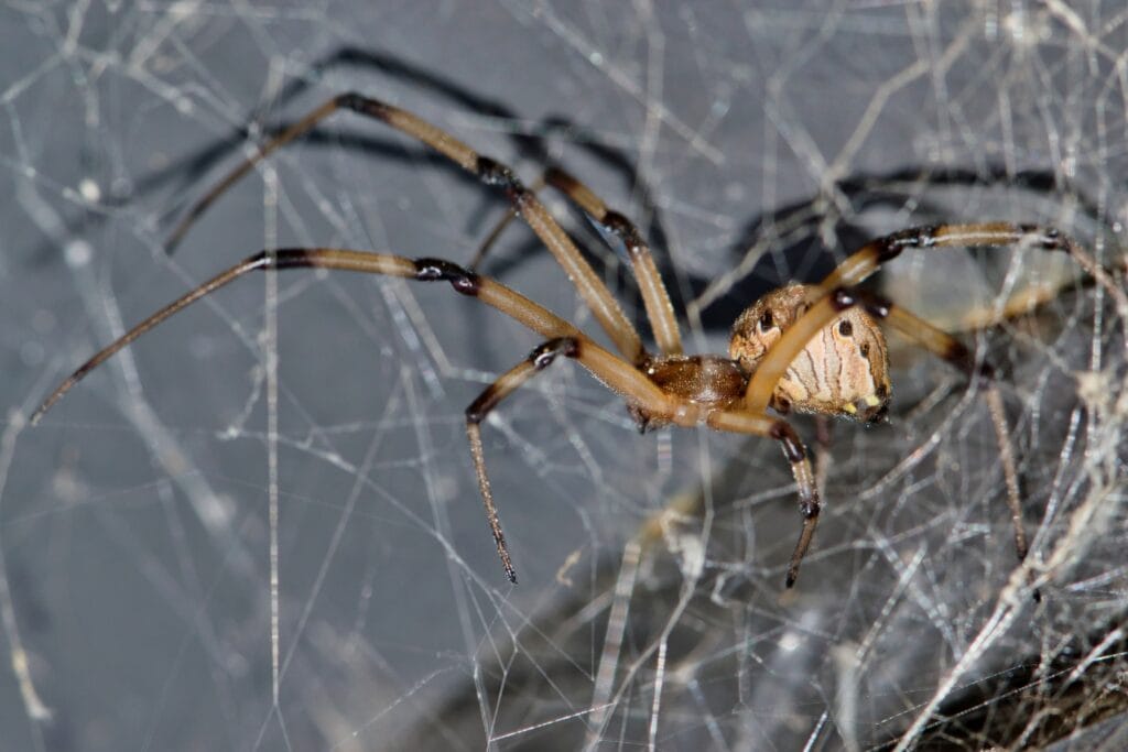 Spider Control