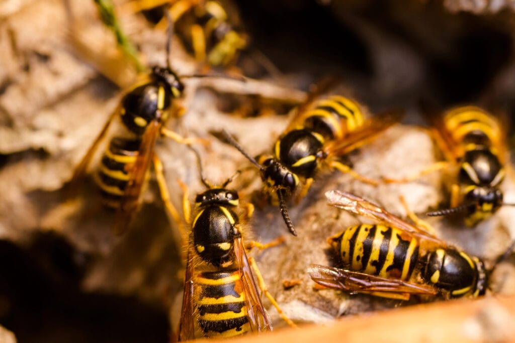 Wasp & Hornet Control