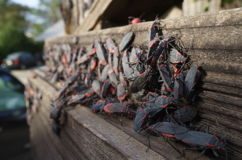 Boxelder Bug Control