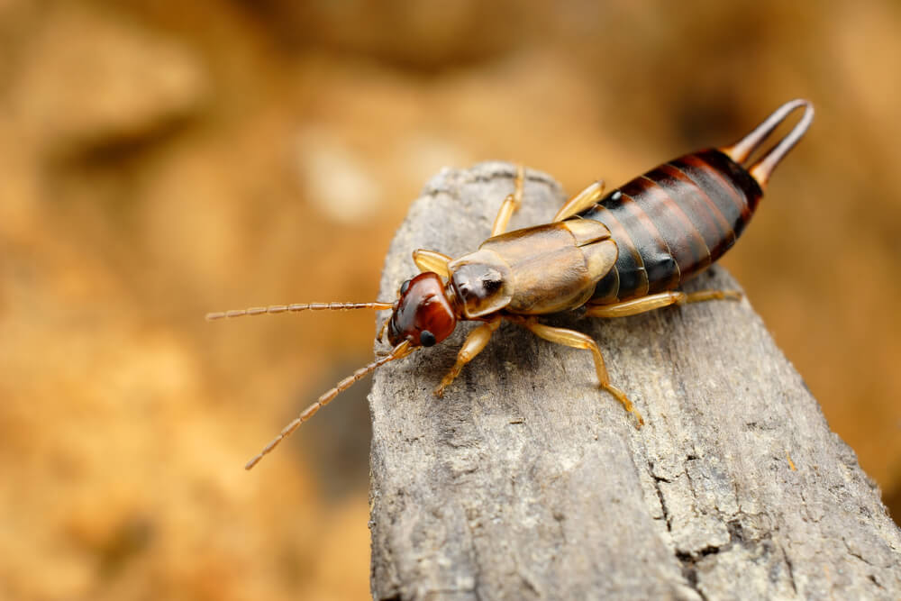Earwig Control